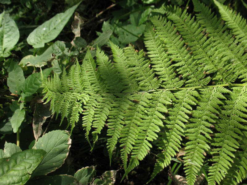 Athyrium filix-femina