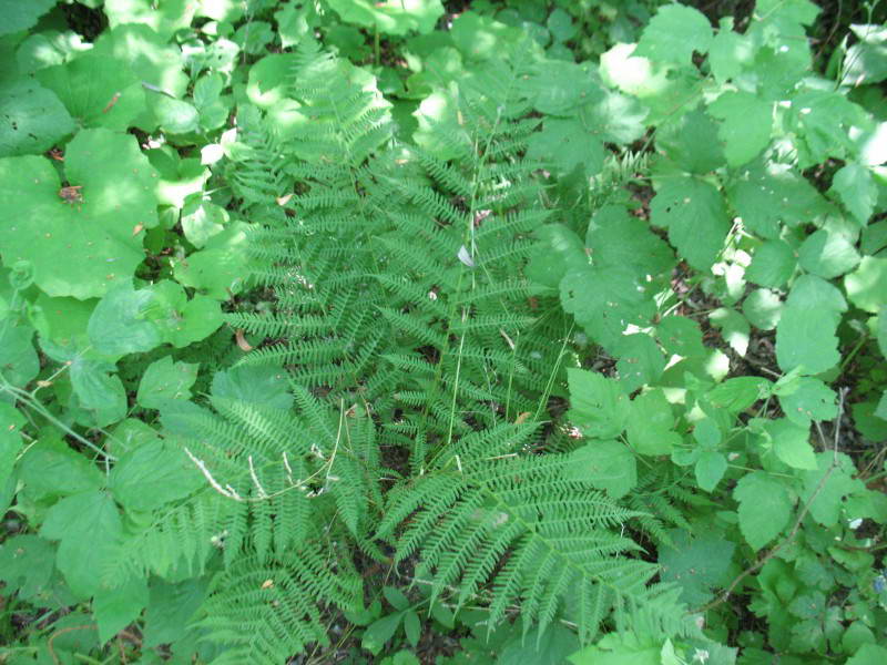 Athyrium filix-femina