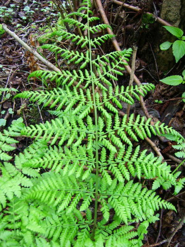 Athyrium filix-femina