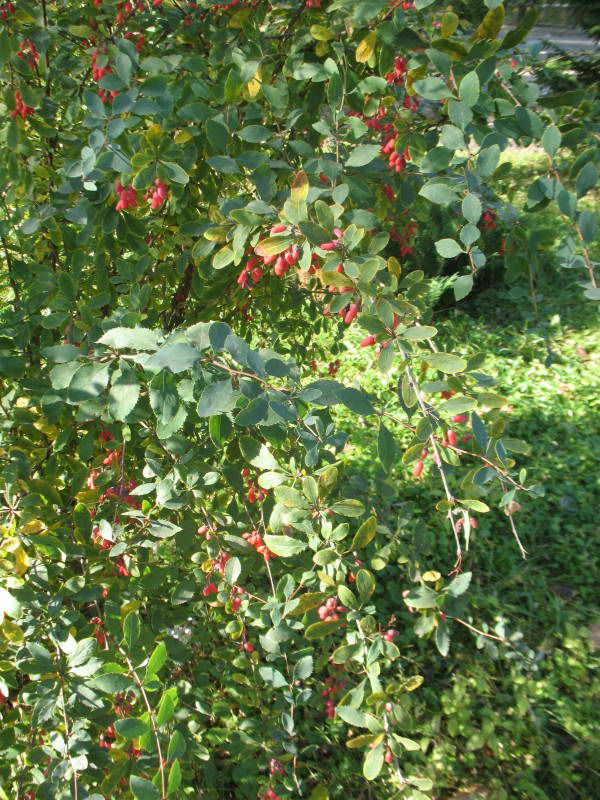 Berberis vulgaris