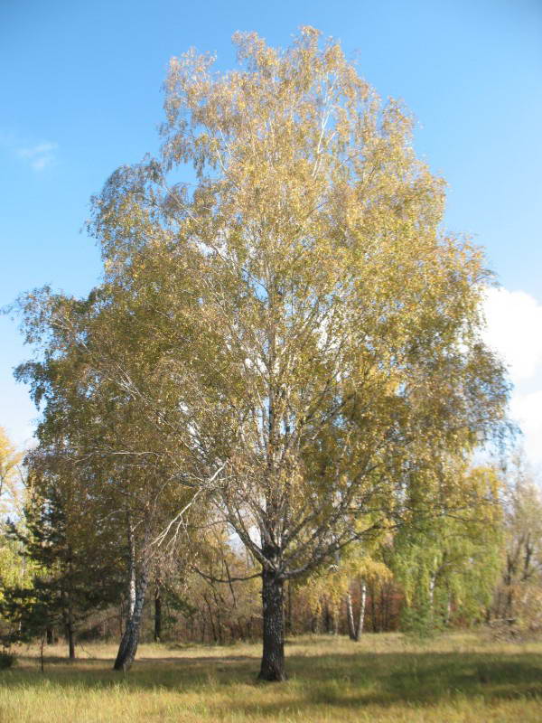 Betula pendula