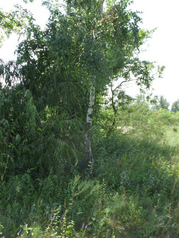 Betula pendula