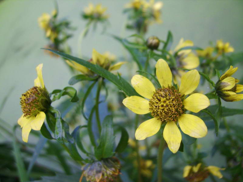 Bidens cernua