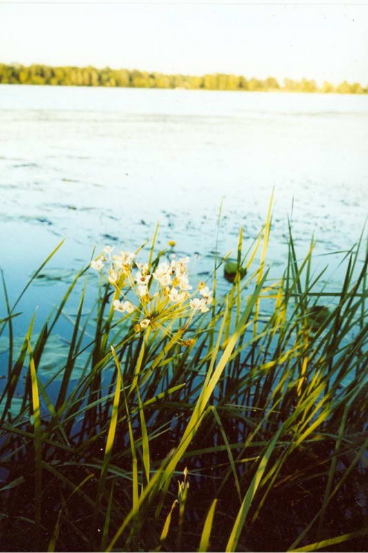 Butomus umbellatus