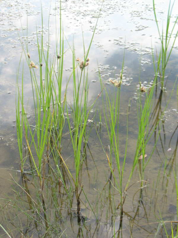 Bolboschoenus maritimus