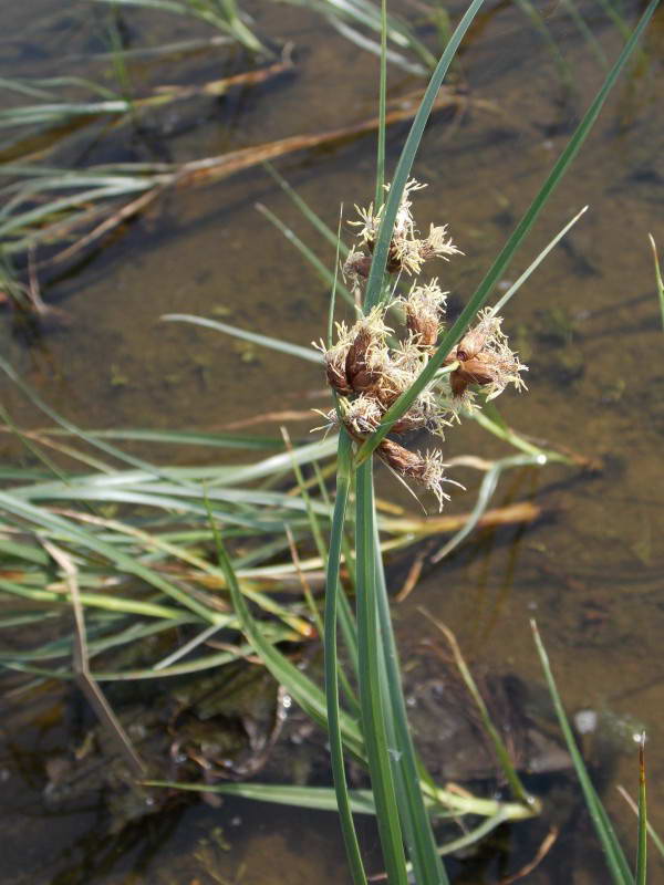 Bolboschoenus maritimus