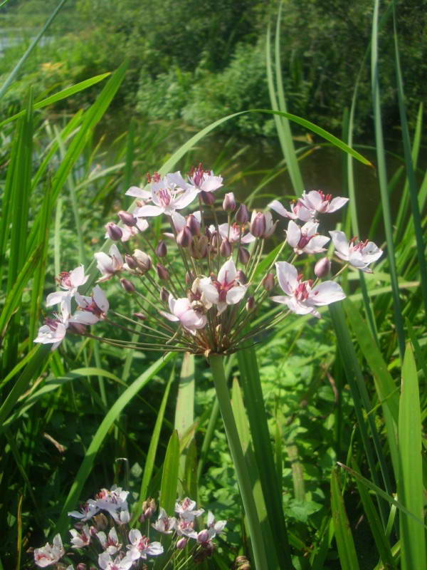 Butomus umbellatus