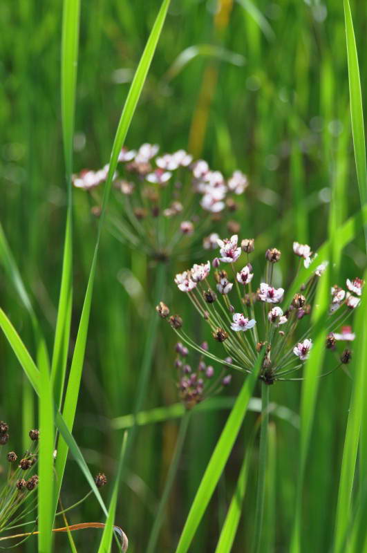 Butomus umbellatus