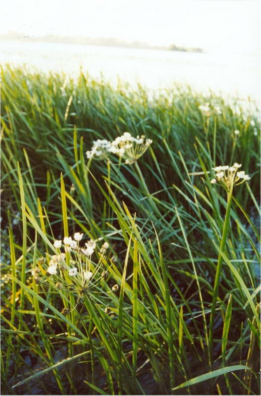 Butomus umbellatus