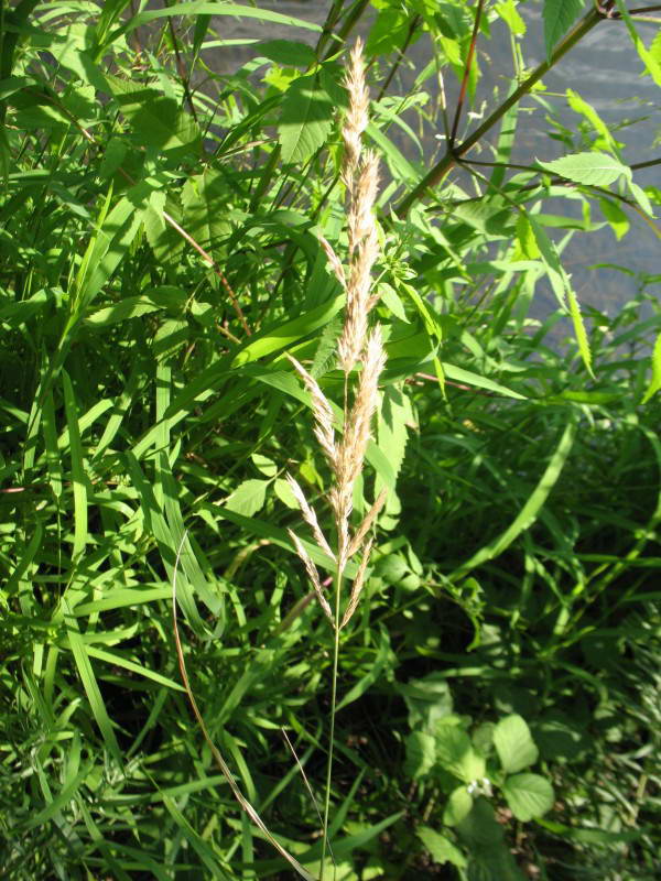 Calamagrostis arundinacea