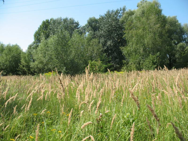 Calamagrostis arundinacea