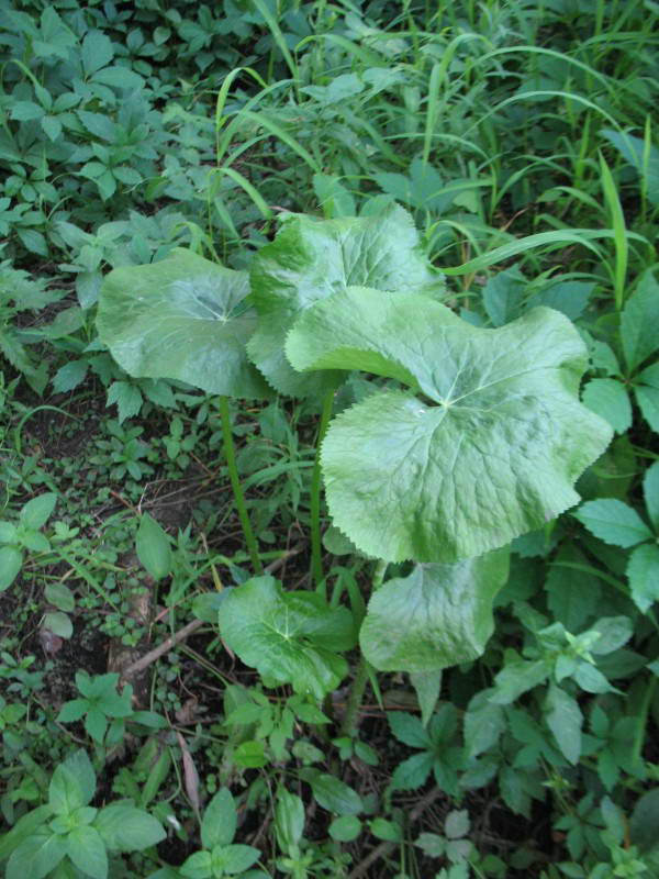 Caltha palustris