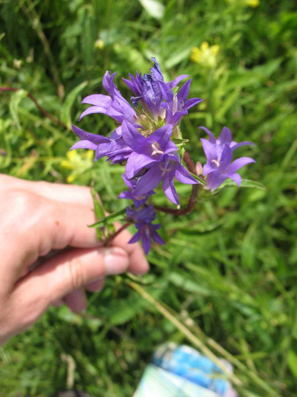 Campanula glomerata