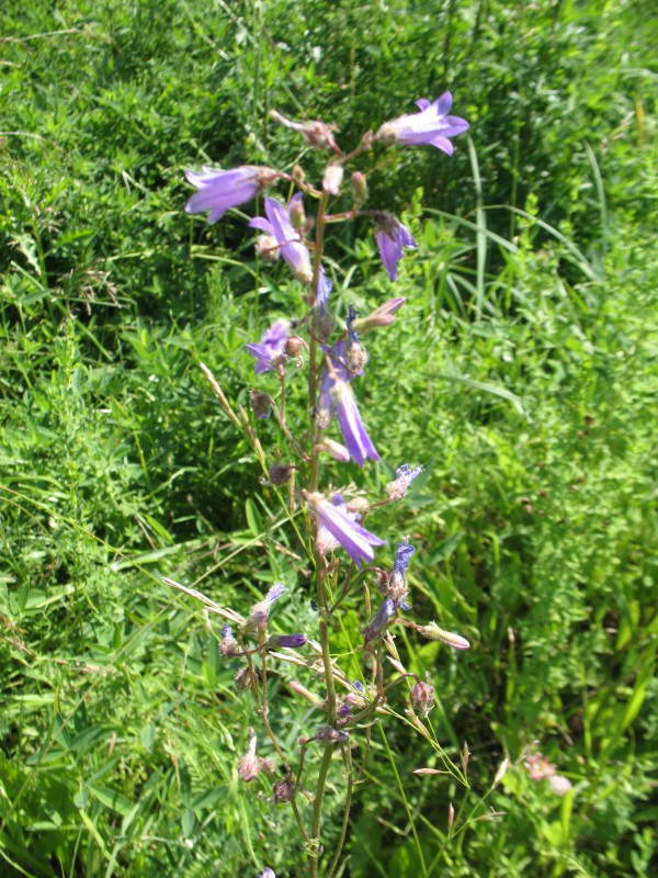 Campanula sibirica