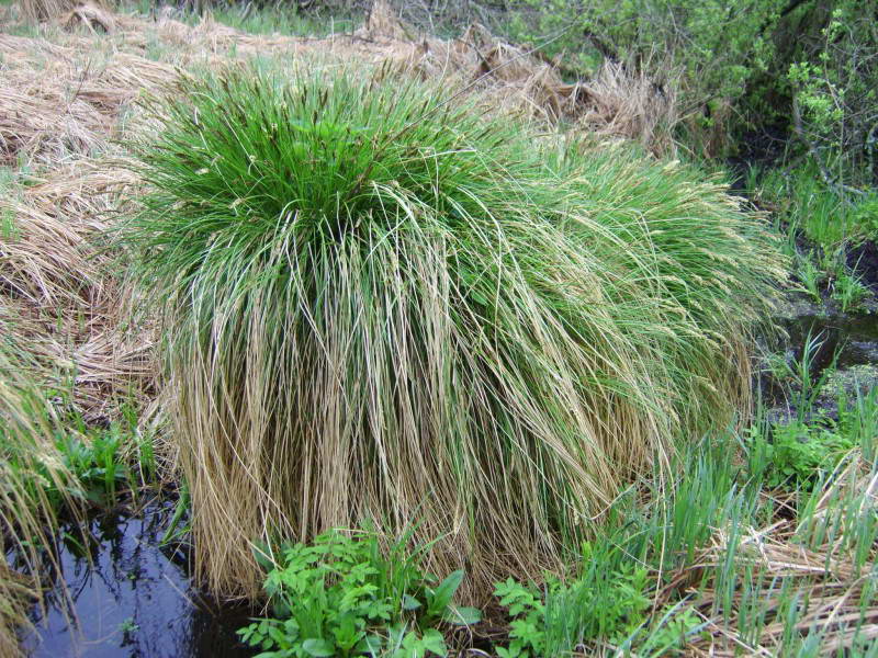 Carex caespitosa