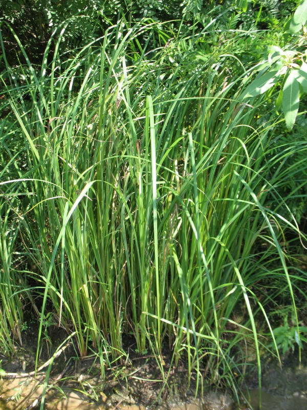 Carex riparia