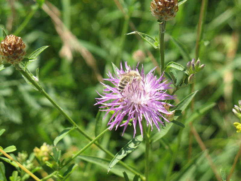 Волошка лучна, Centaurea jacea