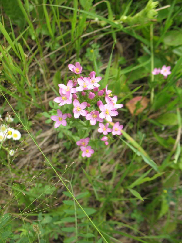 Centaurium erythreum