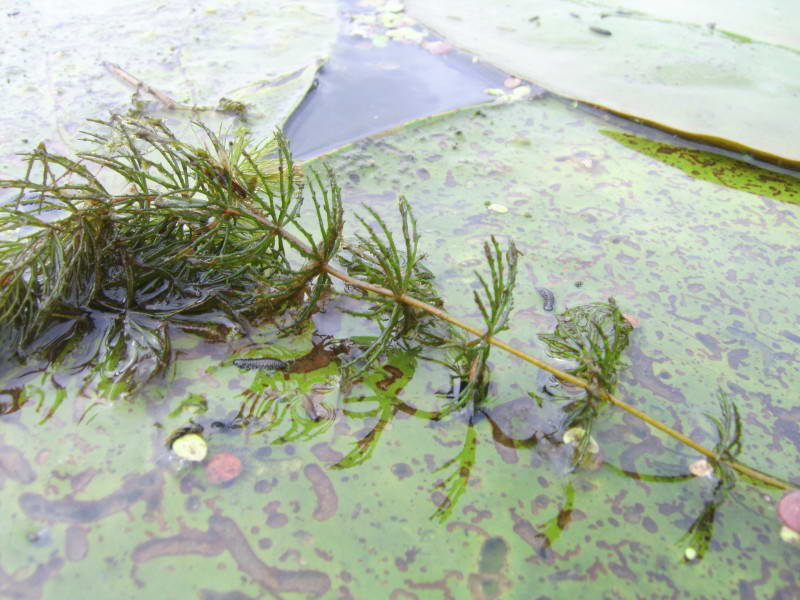 Ceratophyllum sp.