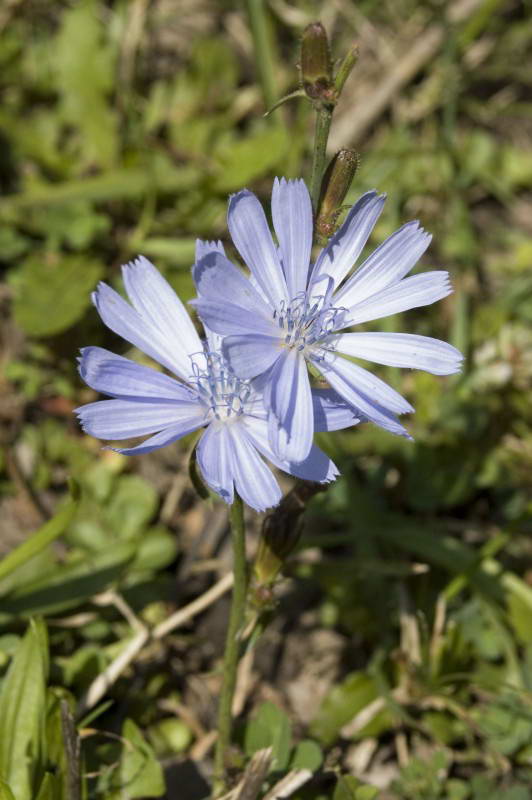 Цикорий дикий, Cichorium intybus