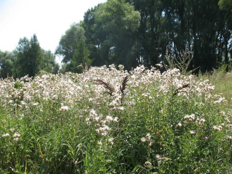 Cirsium arvense