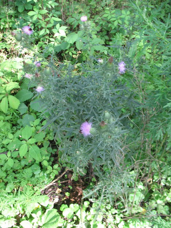 Cirsium