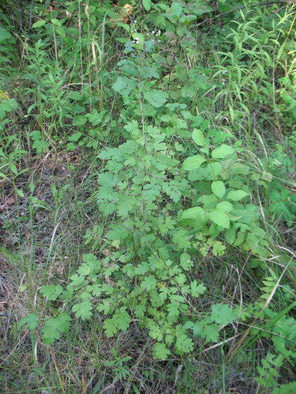 Hawthorn Crataegus pseudocyrtostyla