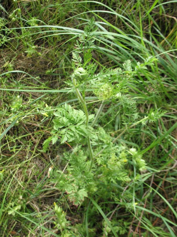 Дика морква, Daucus carota