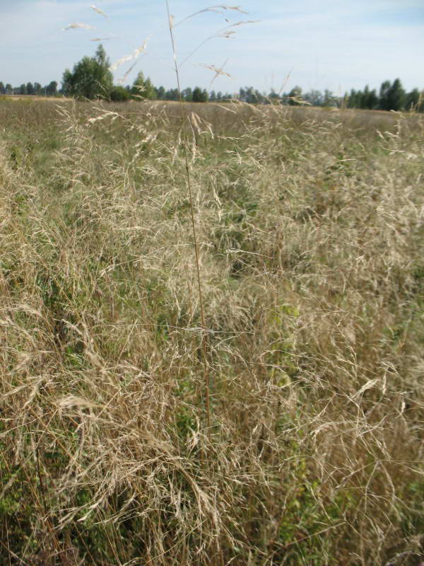 Луговик дернистый, Deschampsia…