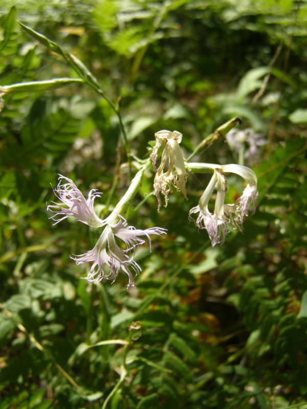 Dianthus pseudosquarossus