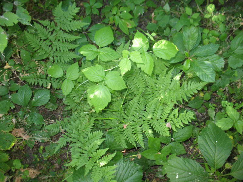 Dryopteris carthusiana