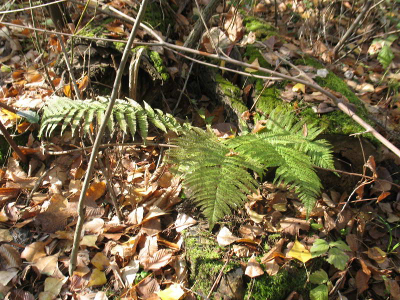 Dryopteris filix-mas