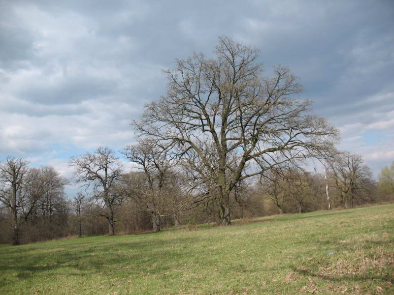 Floodplain oak forest