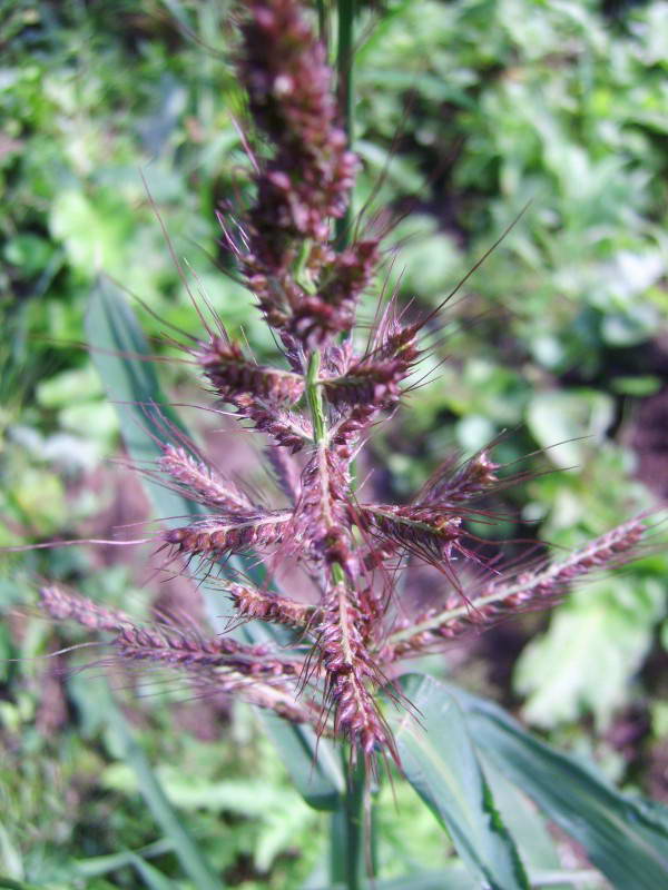 Полоскуха, куриное просо, Echinochloa…