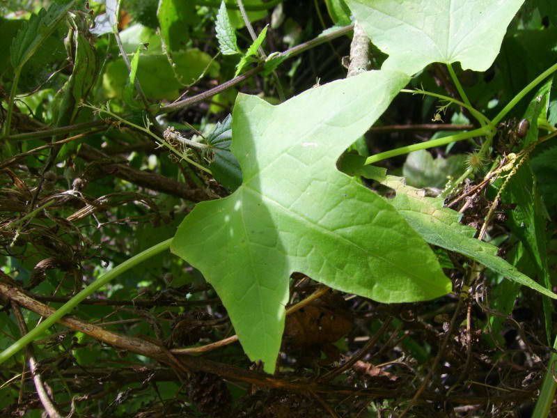 Echinocystis lobata