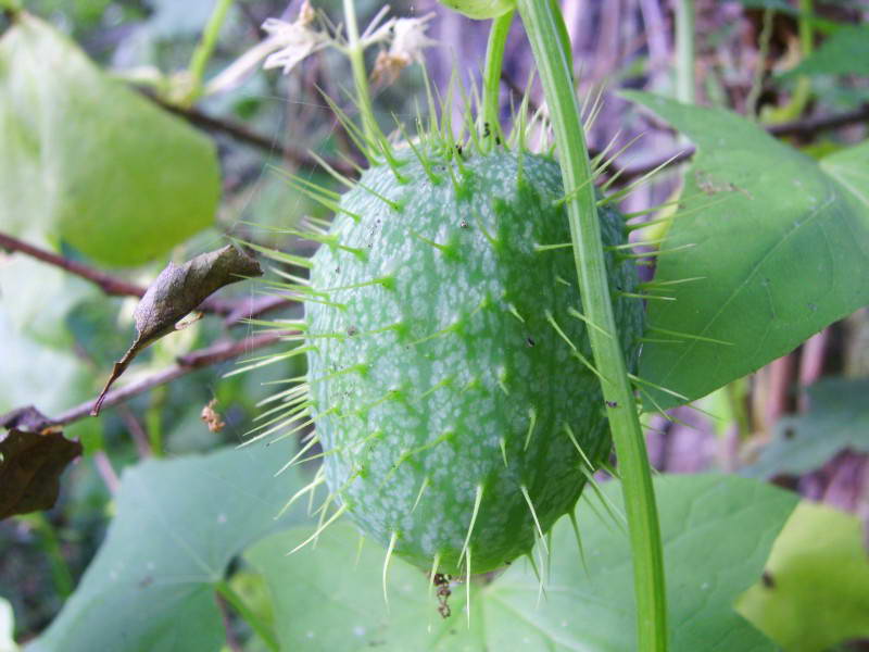 Ехіноцистіс шипуватий, Echinocystis…