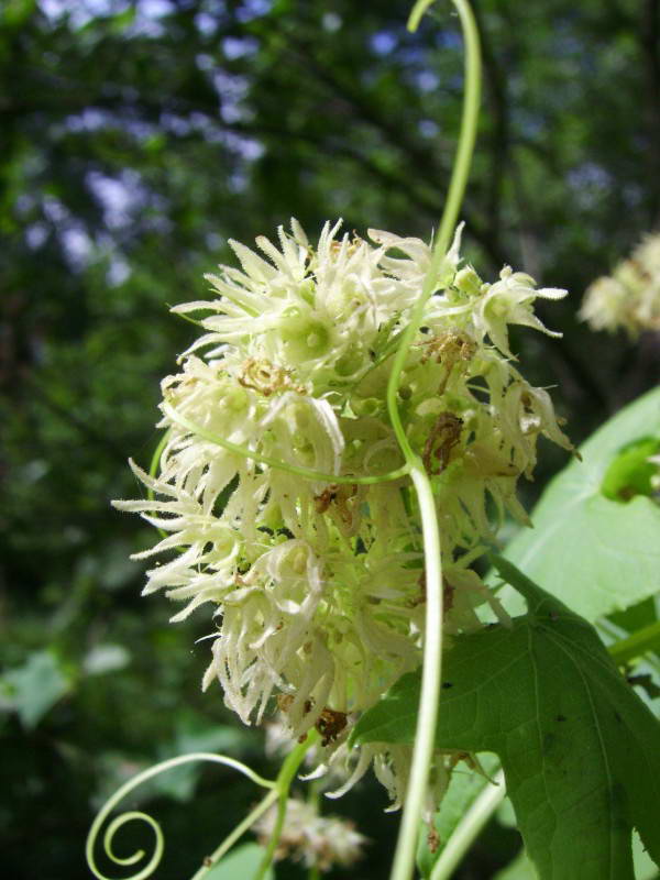 Echinocystis lobata