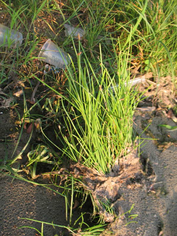 Eleocharis palustris