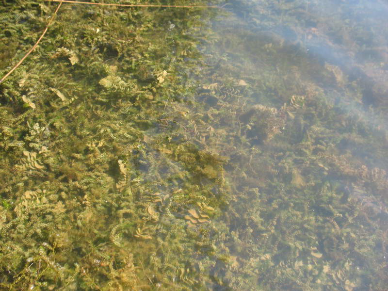 Elodea canadensis