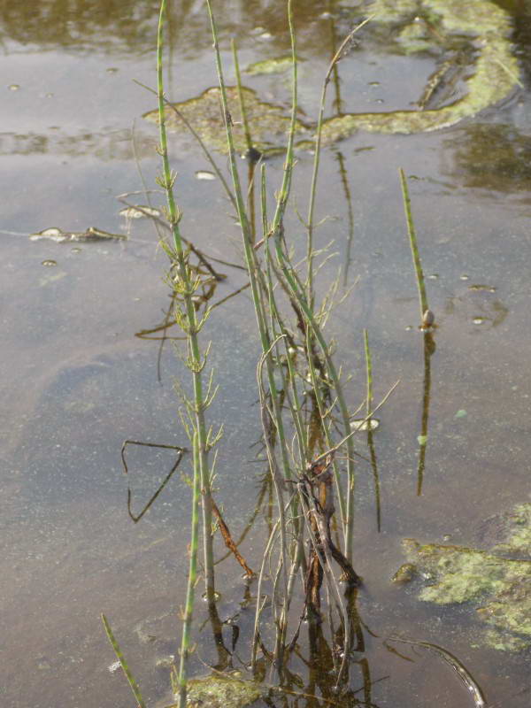 Equisetum fluviatilis