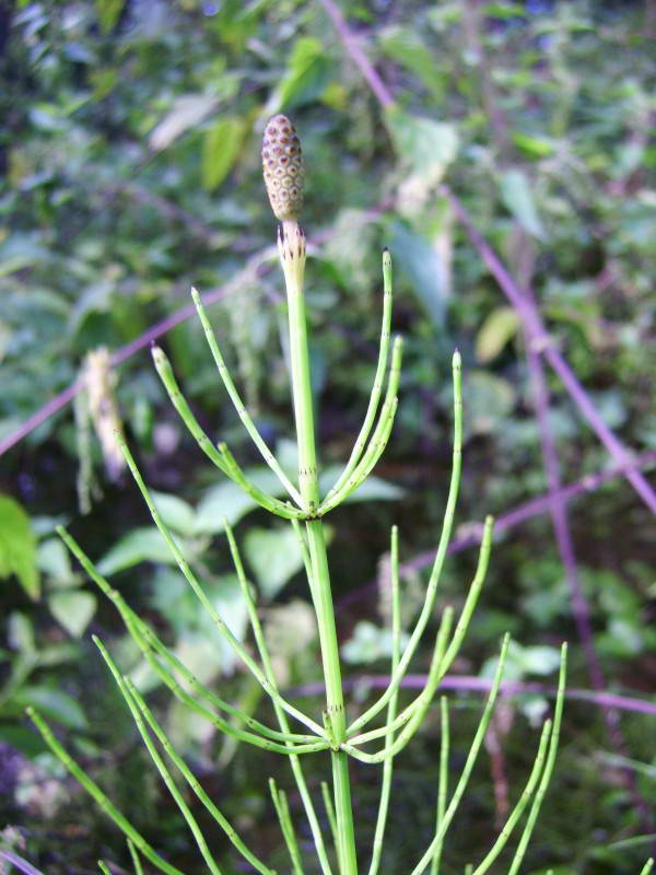 Equisetum palustris