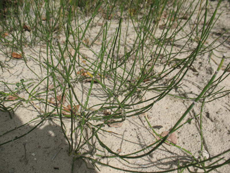 Equisetum ramosissimum