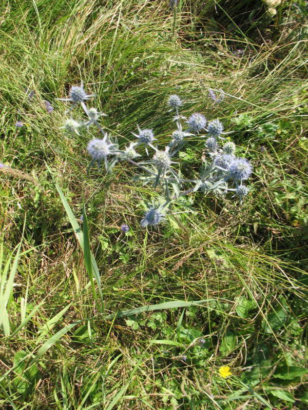 Eryngium planum