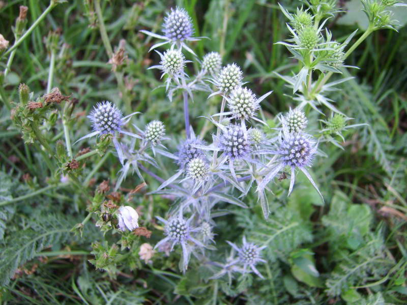 Eryngium planum