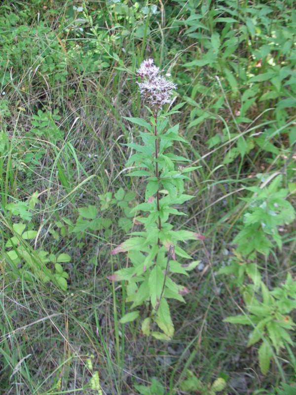 Eupatorium cannabinum