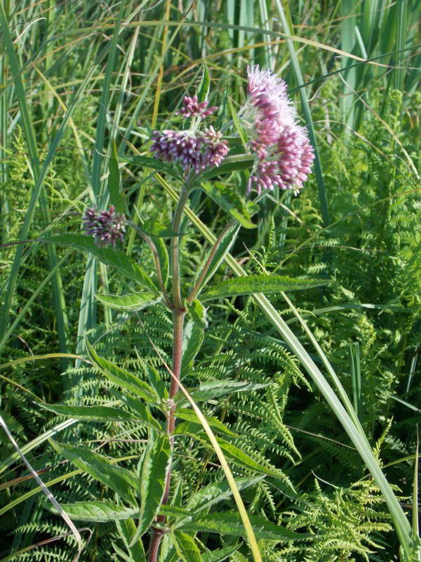 Eupatorium cannabinum