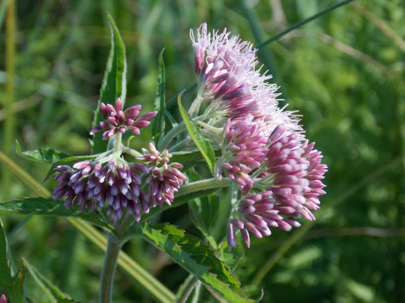 Eupatorium cannabinum