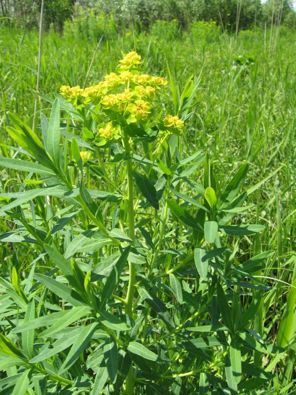 Euphorbia virgultosa