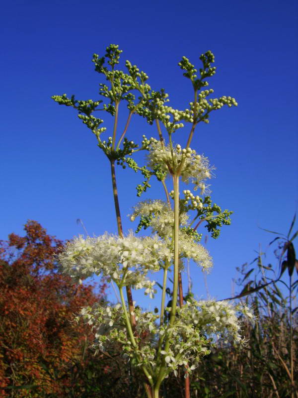 Filipendula ulmaria