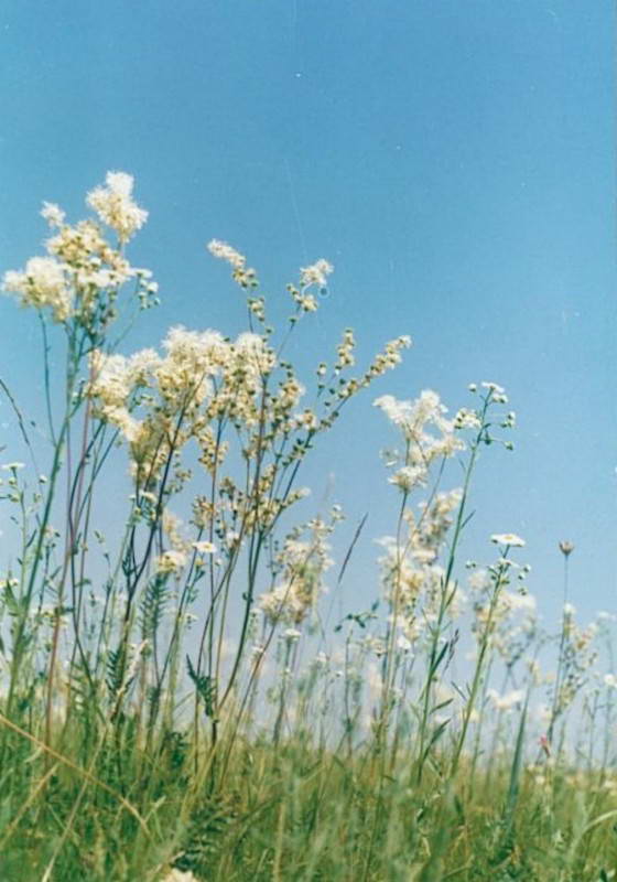 Filipendula vulgaris